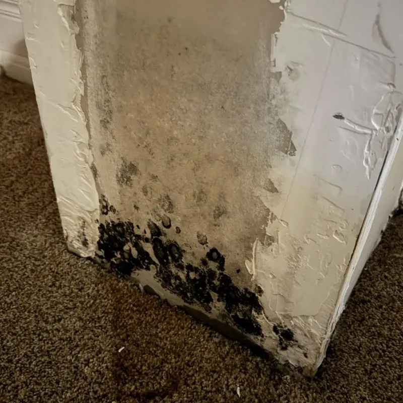Professional Mold Removal in Walkersville, MD